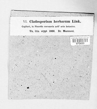 Cladosporium herbarum image